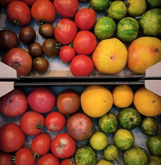 Crates of heirloom tomatoes
